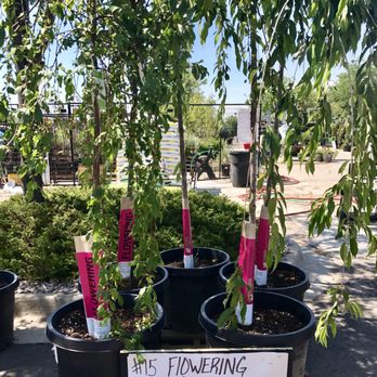 The Home Depot - Great deal! - Nurseries & Gardening Near Me - Aurora, Colorado The Home Depot - Great deal! - Nurseries & Gardening Near Me - Aurora, Colorado