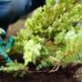 Photo of Gino's Landscaping
