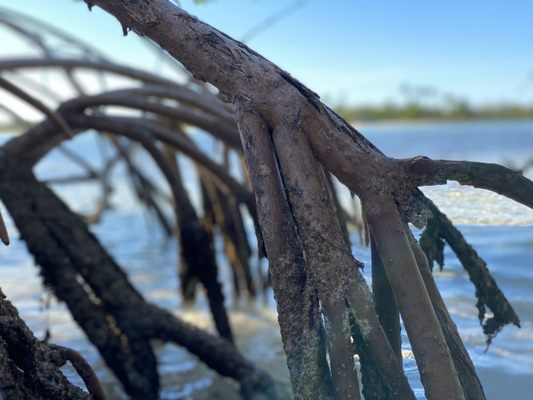 Sandspur Beach by null