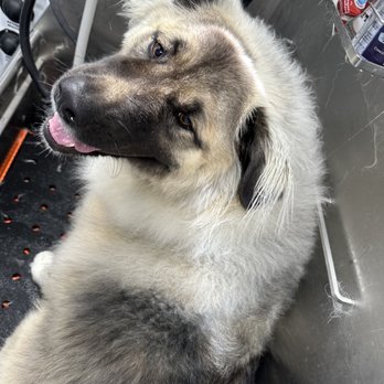 Bubble Buddies - Pet Groomers Near Me Bubble Buddies - Pet Groomers Near Me