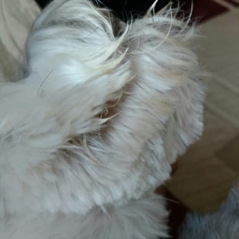 Bath & Biscuit - Uneven beard cut. Unbelievable. - Pet Groomers Near Me - Montrose, California