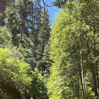 West Fork Trail - More trees - Hiking Near Me - Sedona, Arizona