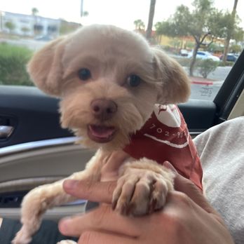 Z Dog Grooming - Fresh groom by Mia! I requested "poodle feet" and she delivered! Happy! - Pet Groomers Near Me - Las Vegas, Nevada