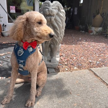 Simba's Pet Grooming - Majestic - Pet Groomers Near Me - Pasadena, California