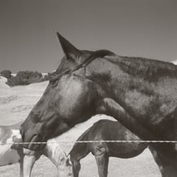Canyon Creek Ranch