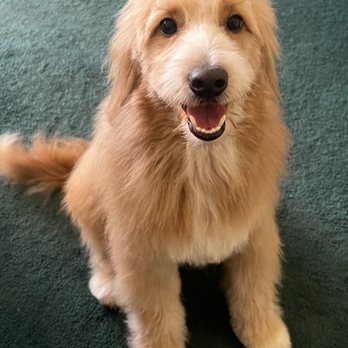 Pacific Mobile Grooming - Pet Groomers Near Me