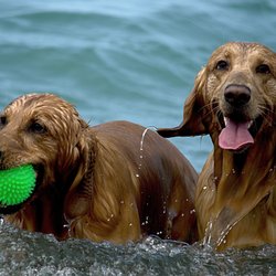 Sea Vista Motel - Pet Friendly!
