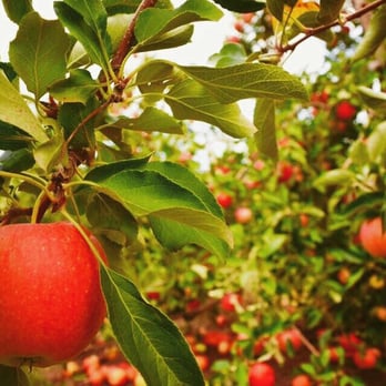 Lyman Orchards - Pick your own apples - Fruits & Veggies Near Me - Middlefield, Connecticut Lyman Orchards - Pick your own apples - Fruits & Veggies Near Me - Middlefield, Connecticut