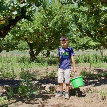 Andy's Orchard - Andy's Orchard - Fruits & Veggies Near Me - Morgan Hill, California