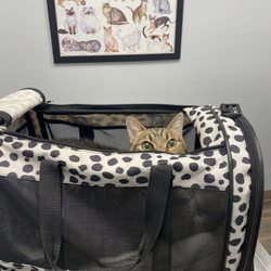 Green Bay Animal Hospital - Someone isn't thrilled to be here for her annual physical