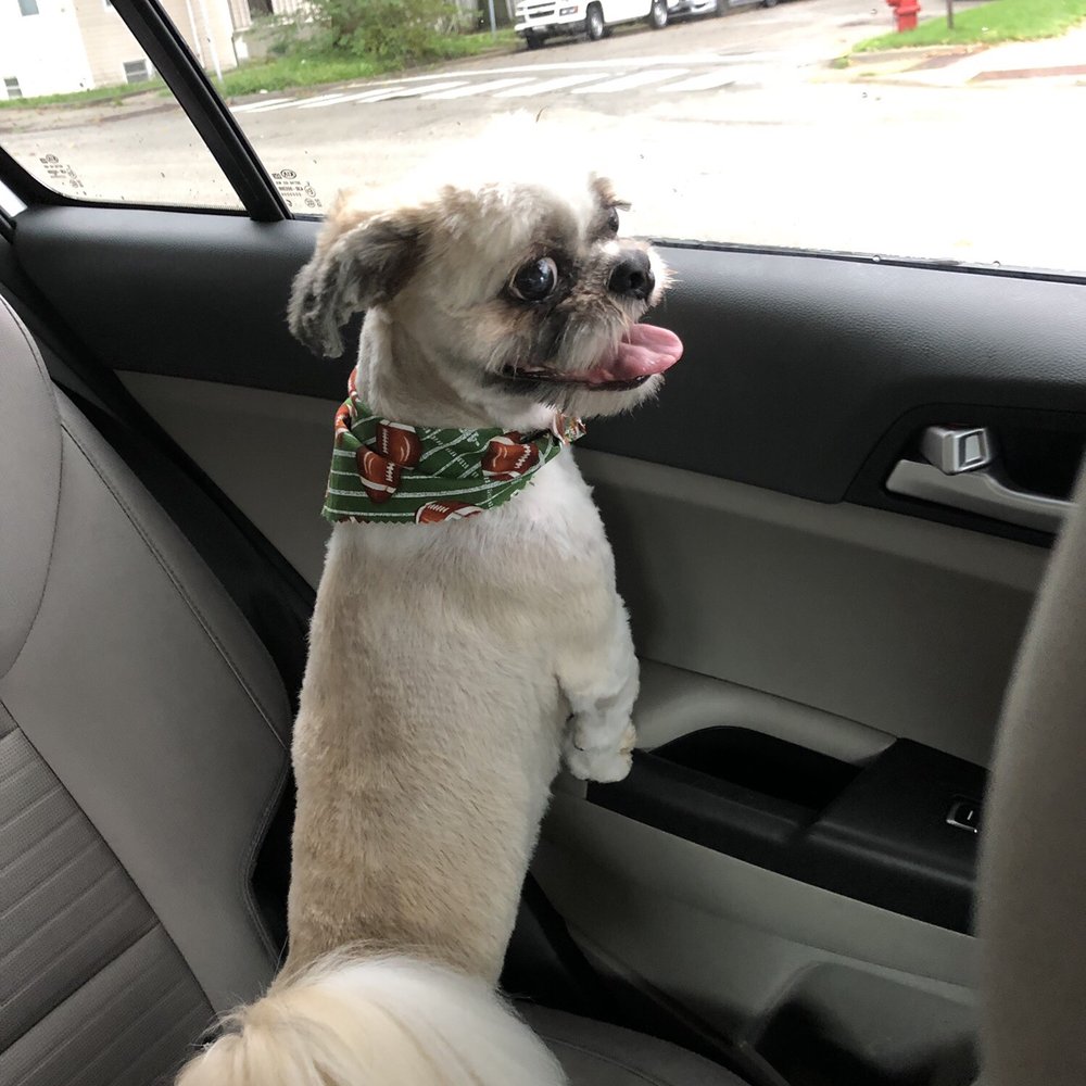 My handsome pup My handsome pup