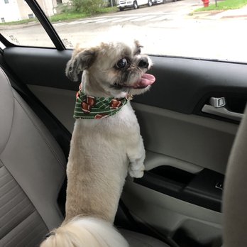 The Dog Room - My handsome pup - Pet Groomers Near Me - Chicago, Illinois The Dog Room - My handsome pup - Pet Groomers Near Me - Chicago, Illinois