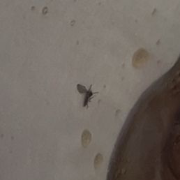 Bug
