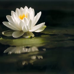 Arlene Thompson Clinical Hypnotherapist - Opening...blooming...becoming...