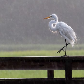 Huntington Beach State Park - There are so many shorebirds in the salt marsh, if you are a photographer or nature lover don't miss this area. - Parks Near Me - Murrells Inlet, South Carolina