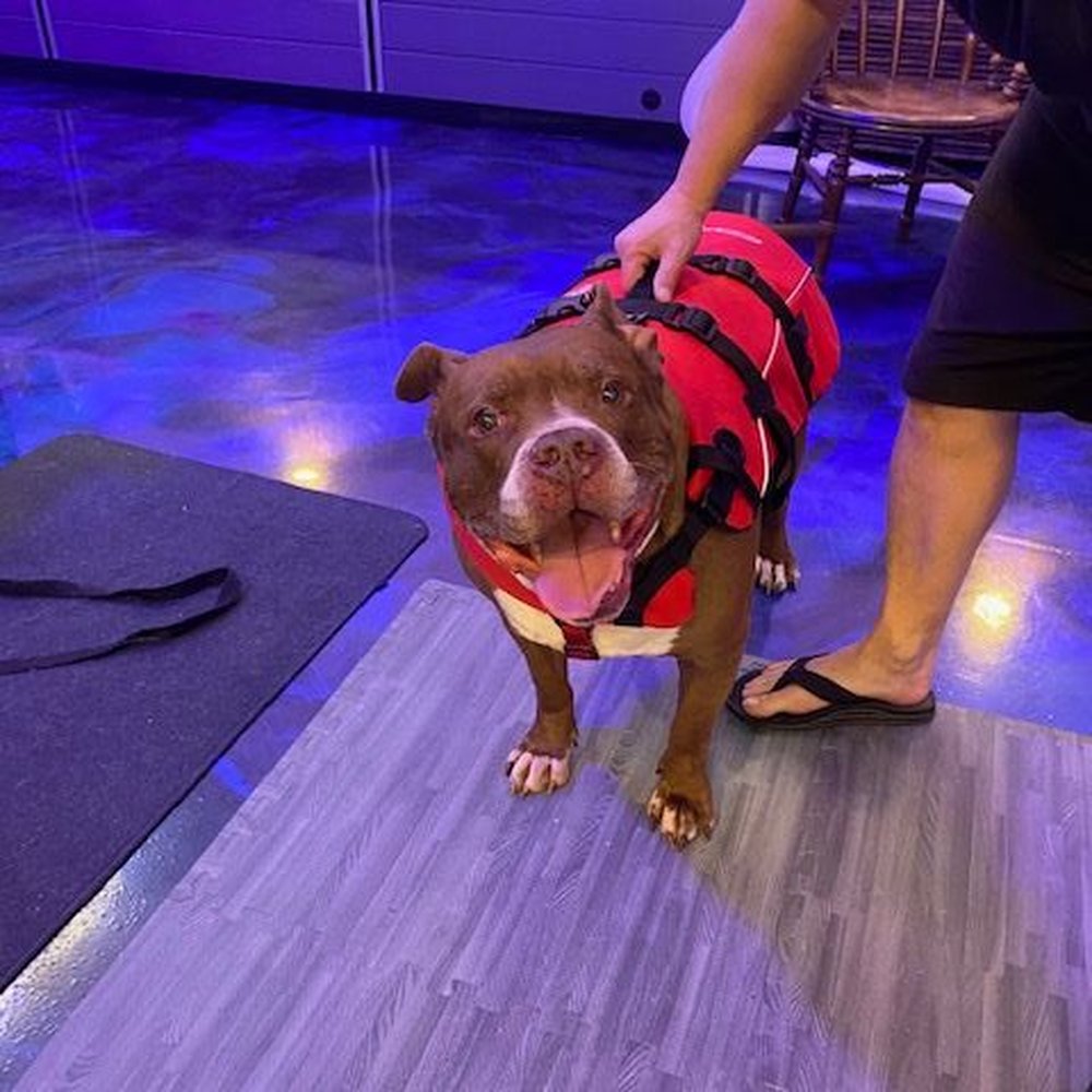 Cid in his life vest for another session of water treadmill. Cid in his life vest for another session of water treadmill.