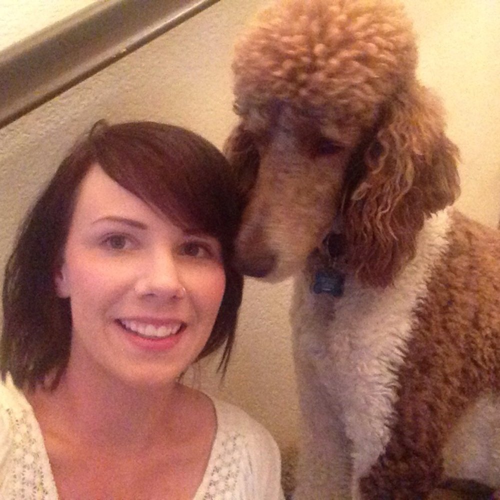 Jms Standard Poodles - Kody - Pet Services Near Me Jms Standard Poodles - Kody - Pet Services Near Me