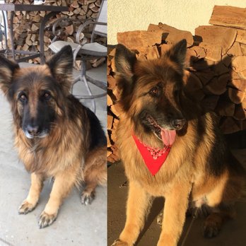 funky poodle grooming