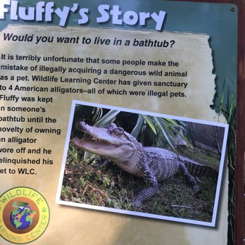 Wildlife Learning Center - Love that the alligator is named Fluffy.  So sad that his previous owner kept him in a bathtub to live :( :( :( - Zoos Near Me - Sylmar, California