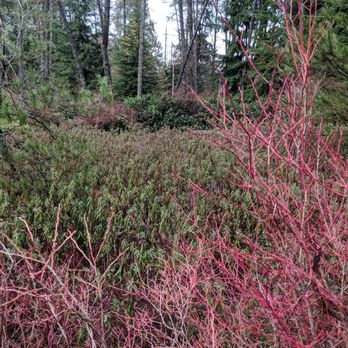 Camosun Bog - Blueberry plants - Parks Near Me - Vancouver, British Columbia Camosun Bog - Blueberry plants - Parks Near Me - Vancouver, British Columbia
