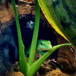 Cold Blooded Kingdom - Green Keel Bellied Lizard (Gastropholis prasina)