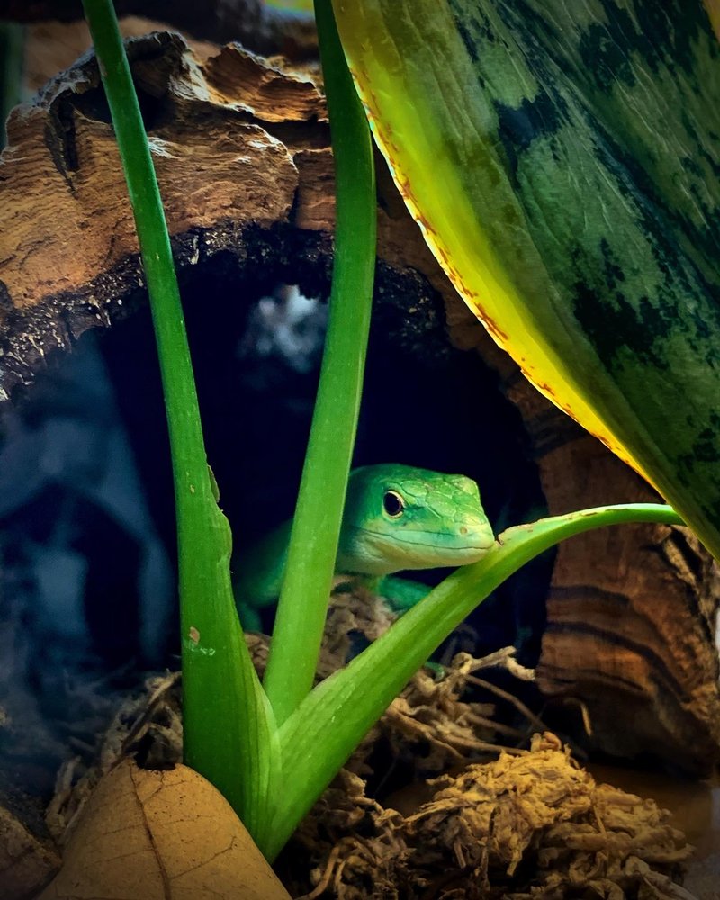 Cold Blooded Kingdom Image