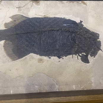 Fossil Butte National Monument - Fish, I think - Museums Near Me - Kemmerer, Wyoming