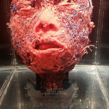 Real Bodies - Museums Near Me - Las Vegas, Nevada Real Bodies - Museums Near Me - Las Vegas, Nevada