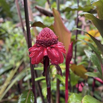 Akaka Falls State Park - Parks Near Me - Honomu, Hawaii