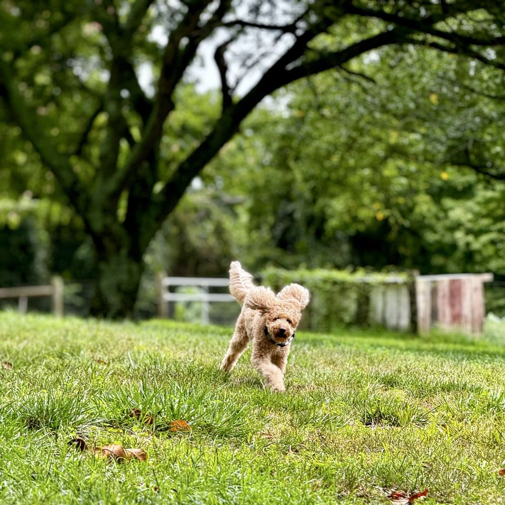 THE BEST 10 PET BOARDING in SPOTSYLVANIA COUNTY, VA - Updated 2025 - Hours  - Yelp, image size:1000x1000