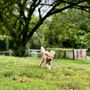 Ridgeside K9 Charlottesville