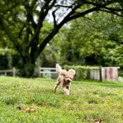 Ridgeside K9 Charlottesville - Happy pup!