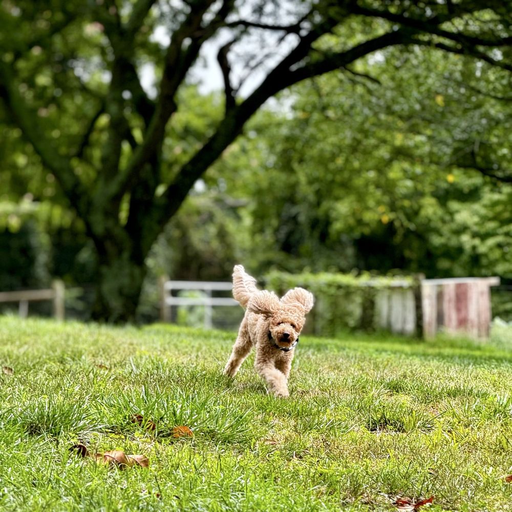 Ridgeside K9 Charlottesville - pet boarding facility in Ruckersville, VA