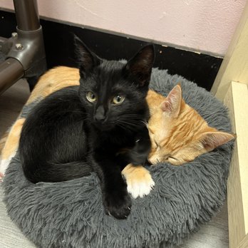 Beans Cat Cafe - Themed Cafes Near Me - Beacon, New York