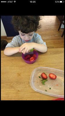 Elements, the Nature Preschool, New York by null