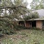 Photo of Specialty Tree Care