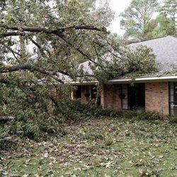 Specialty Tree Care
