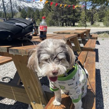 Pretty Odd Wieners - Can't wait - Food Trucks Near Me - Tahoe Paradise, California