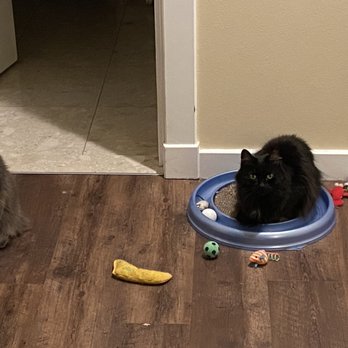 The Comforted Kitty - Happy kitties with their gifts. - Pet Sitting Near Me