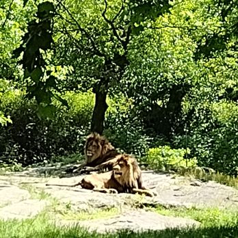 Bronx Zoo - Lion - Zoos Near Me - Bronx, New York Bronx Zoo - Lion - Zoos Near Me - Bronx, New York