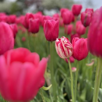 Veldheer's - Nurseries & Gardening Near Me - Holland, Michigan
