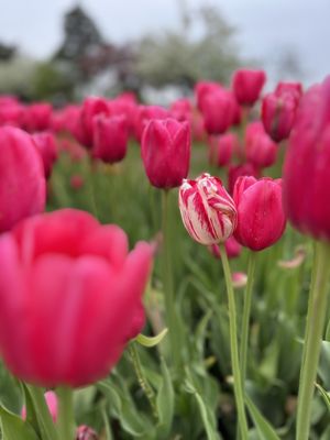 Veldheer Tulip Gardens by null