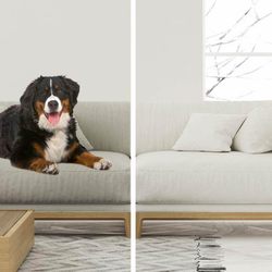 Stanley Steemer - Sofa cleaning and removal of pet odor