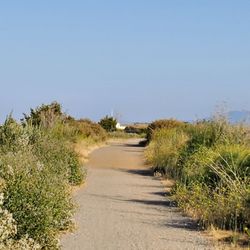 Trail