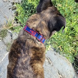 Maine Dog