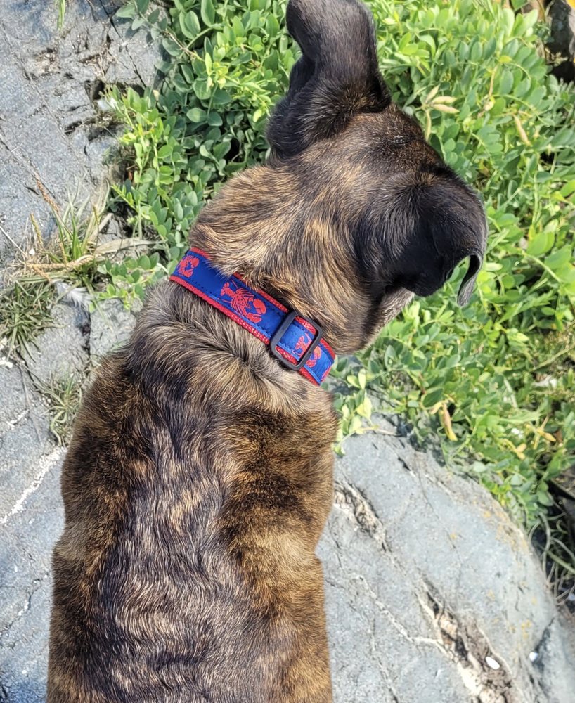 MAINE DOG Updated August 2024 47 Bay View St, Camden, Maine Pet