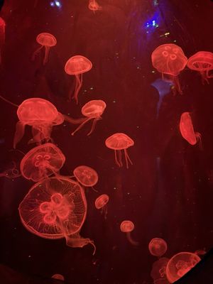 SEA LIFE Arizona Aquarium by null