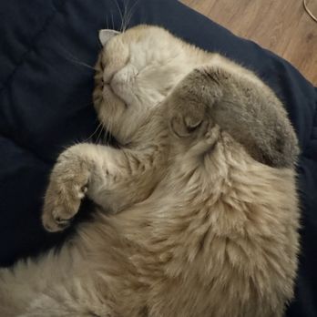 One Love Cats - Pet Breeders Near Me One Love Cats - Pet Breeders Near Me