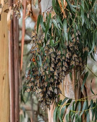 Monarch Butterfly Grove by null