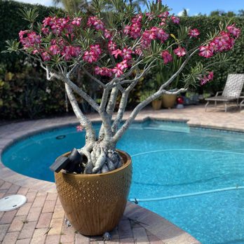 Maria's Garden - Desert rose - Nurseries & Gardening Near Me - Punta Gorda, Florida